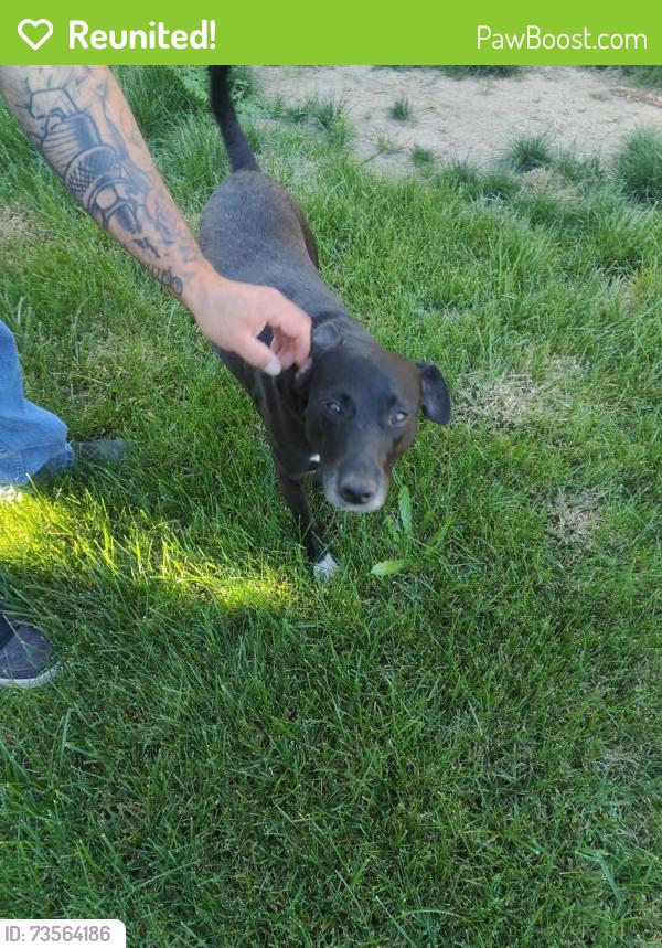 Reunited Female Dog last seen Roseville road and Antelope, Citrus Heights, CA 95621