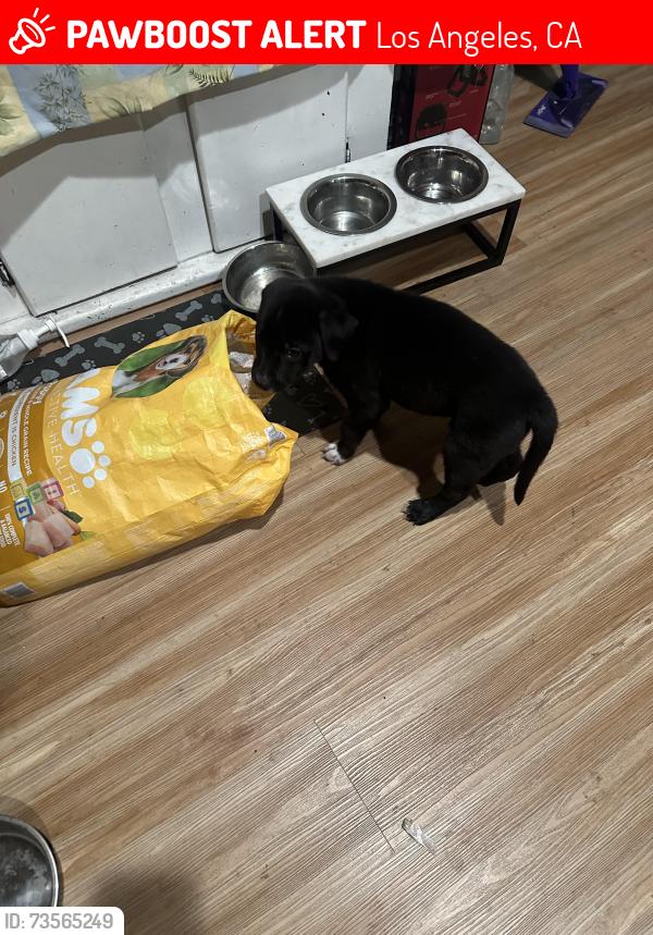 Lost Male Dog last seen Manchester, Los Angeles, CA 90044
