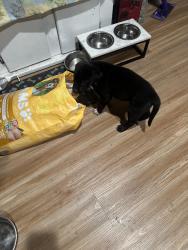 Lost Male Dog last seen Manchester, Los Angeles, CA 90044