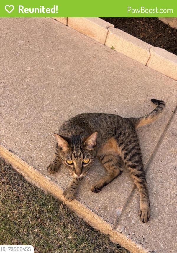 Reunited Unknown Cat last seen Montclair ln, Lewisville, TX 75067
