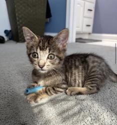 Shelter Stray Male Cat last seen Near BLOCK W PAGES LN, 3528 Newburg Rd, Louisville, KY 40218, USA