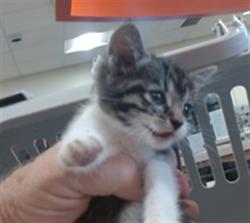 Shelter Stray Female Cat last seen Near BLOCK BARRICKS, 3528 Newburg Rd, Louisville, KY 40218, USA