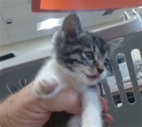 Shelter Stray Female Cat last seen Near BLOCK BARRICKS, 3528 Newburg Rd, Louisville, KY 40218, USA