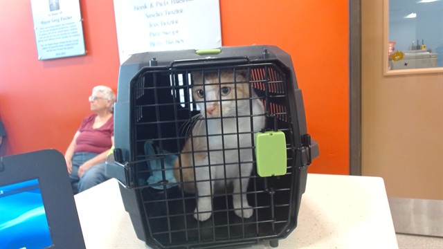 Shelter Stray Female Cat last seen Near BLOCK ST LOUIS AVE, 3528 Newburg Rd, Louisville, KY 40218, USA