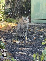 Found/Stray Unknown Cat last seen Crown Plaza Hotel, Edison, NJ 08817
