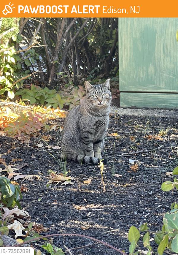 Found/Stray Unknown Cat last seen Crown Plaza Hotel, Edison, NJ 08817