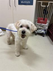 Shelter Stray Male Dog last seen OLD CANYON MOBILE HOME PARK, 1950 Stevenson Blvd, Fremont, CA 94538, USA