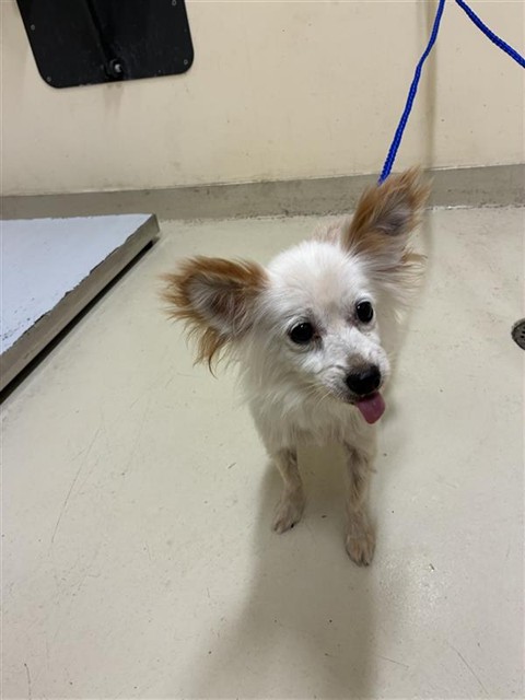 Shelter Stray Male Dog last seen OLD CANYON MOBILE HOME PARK, 1950 Stevenson Blvd, Fremont, CA 94538, USA
