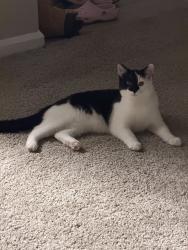 Reunited Female Cat last seen Grande Oasis at Carrollwood, Tampa, FL 33614