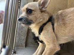 Shelter Stray Male Dog last seen Near BLOCK GENERAL PERSHING BLVD, 2811 SE 29th St, Oklahoma City, OK 73129, USA