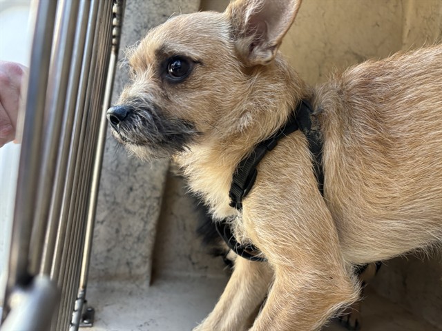 Shelter Stray Male Dog last seen Near BLOCK GENERAL PERSHING BLVD, 2811 SE 29th St, Oklahoma City, OK 73129, USA