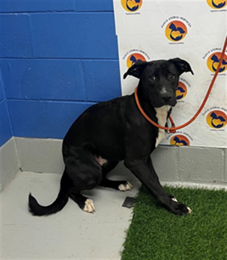 Shelter Stray Male Dog last seen WESLEY CHAPPEL BLVD / SADDLEBROOK WAY, 19640 Dogpatch Ln, Land O' Lakes, FL 34638, USA