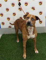Shelter Stray Male Dog last seen COLONY RD & FOXFIRE DR, 19640 Dogpatch Ln, Land O' Lakes, FL 34638, USA