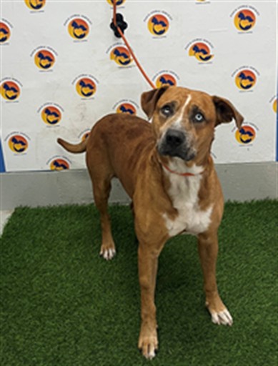Shelter Stray Male Dog last seen COLONY RD & FOXFIRE DR, 19640 Dogpatch Ln, Land O' Lakes, FL 34638, USA