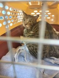 Shelter Stray Male Cat last seen FOREST HILLS AND HARPOON DRIVE, 19640 Dogpatch Ln, Land O' Lakes, FL 34638, USA