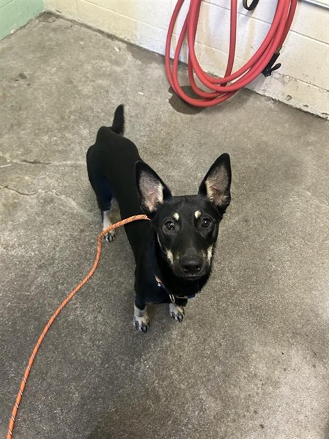Shelter Stray Female Dog last seen TAFT ST & FRIENZA AVE, 2127 Front St, Sacramento, CA 95818, USA