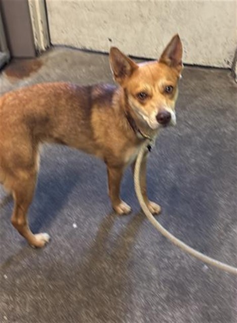 Shelter Stray Female Dog last seen TRI STATIONS RD & ROSEVILLE RD, 2127 Front St, Sacramento, CA 95818, USA