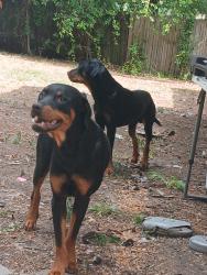 Lost Male Dog last seen Little Ceasar Pizza, Newport News, VA 23605