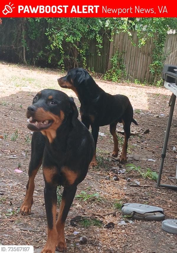 Lost Male Dog last seen Little Ceasar Pizza, Newport News, VA 23605