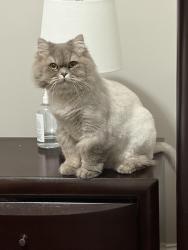 Lost Male Cat last seen Near Prather farm circle , cumming ga, Cherokee County, GA 30115