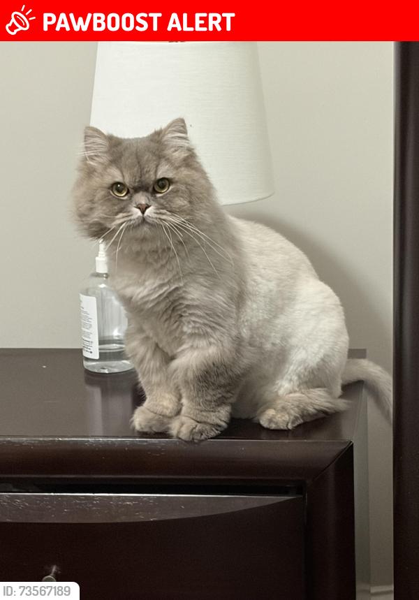 Lost Male Cat last seen Near Prather farm circle , cumming ga, Cherokee County, GA 30115