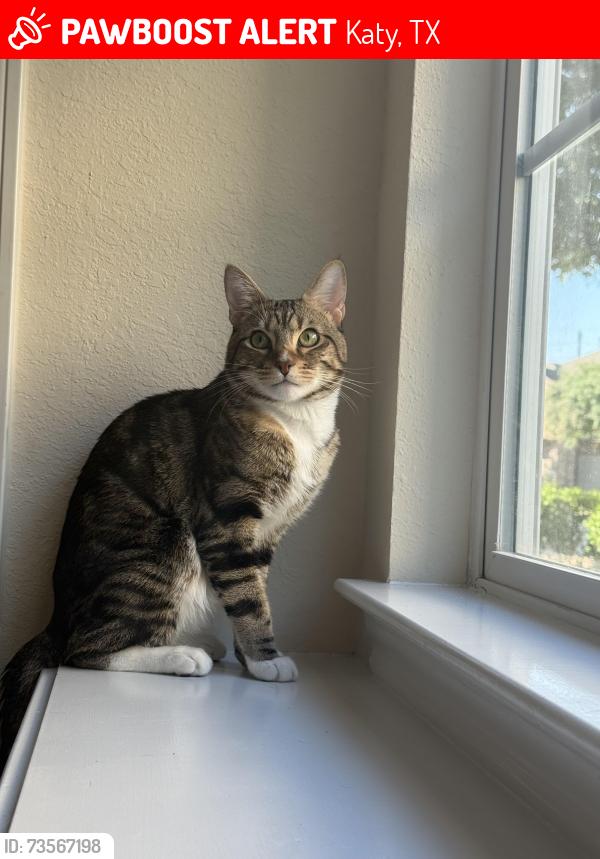 Lost Male Cat last seen Near Folkstone Circle, Katy, TX 77494, Katy, TX 77494