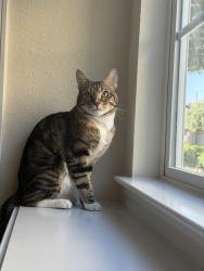 Lost Male Cat last seen Near Folkstone Circle, Katy, TX 77494, Katy, TX 77494