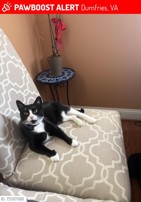Lost Female Cat last seen Next to Reo’s Tattoo Shop, might’ve went to one of the hses on Waters Ln, Dumfries, VA 22026