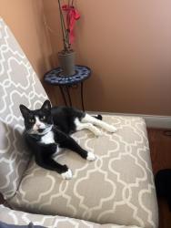 Lost Female Cat last seen Next to Reo’s Tattoo Shop, might’ve went to one of the hses on Waters Ln, Dumfries, VA 22026