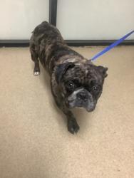 Shelter Stray Male Dog last seen Near Exeter St, Central District, TX, 355 Hillshire Dr, Haslet, TX 76052, USA