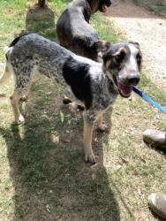 Shelter Stray Male Dog last seen Near Shelby Rd, Fort Worth, TX 76140, East District, TX, 355 Hillshire Dr, Haslet, TX 76052, USA