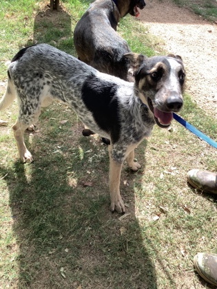 Shelter Stray Male Dog last seen Near Shelby Rd, Fort Worth, TX 76140, East District, TX, 355 Hillshire Dr, Haslet, TX 76052, USA