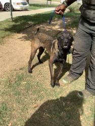 Shelter Stray Male Dog last seen Near Shelby Rd, Fort Worth, TX 76140, East District, TX, 355 Hillshire Dr, Haslet, TX 76052, USA