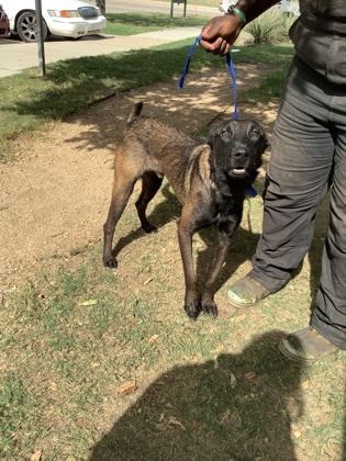 Shelter Stray Male Dog last seen Near Shelby Rd, Fort Worth, TX 76140, East District, TX, 355 Hillshire Dr, Haslet, TX 76052, USA