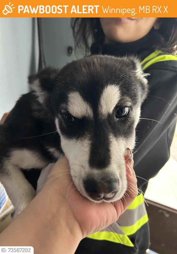Found/Stray Male Dog last seen Arlington & redwood, Winnipeg, MB R2X 0X5