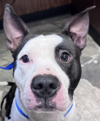 Shelter Stray Male Dog last seen Near Summitview Ave, City of Yakima, WA, 2405 W Birchfield Rd, Yakima, WA 98901, USA