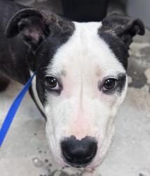 Shelter Stray Female Dog last seen Near Summitview Ave, City of Yakima, WA, 2405 W Birchfield Rd, Yakima, WA 98901, USA