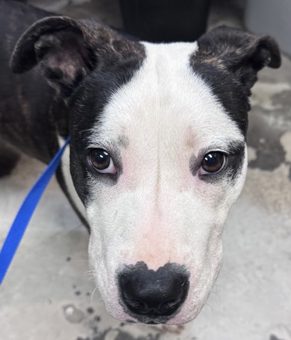 Shelter Stray Female Dog last seen Near Summitview Ave, City of Yakima, WA, 2405 W Birchfield Rd, Yakima, WA 98901, USA