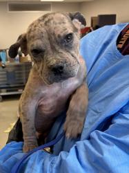 Shelter Stray Female Dog last seen Diane, 75149, TX, 1650 Gross Rd, Mesquite, TX 75149, USA