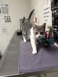 Shelter Stray Male Cat last seen Near Greenbrier Ridge Way, Knox County GP, TN, 3201 Division St, Knoxville, TN 37919, USA