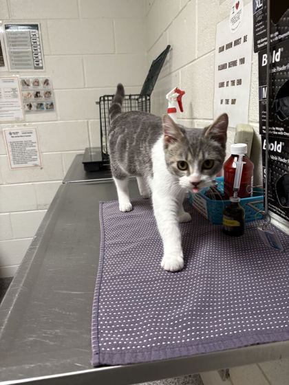 Shelter Stray Male Cat last seen Near Greenbrier Ridge Way, Knox County GP, TN, 3201 Division St, Knoxville, TN 37919, USA