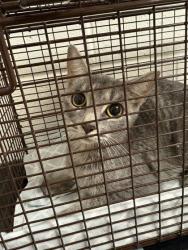 Shelter Stray Female Cat last seen Near Deery St, Knox County GP, TN, 3201 Division St, Knoxville, TN 37919, USA