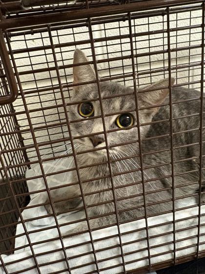 Shelter Stray Female Cat last seen Near Deery St, Knox County GP, TN, 3201 Division St, Knoxville, TN 37919, USA