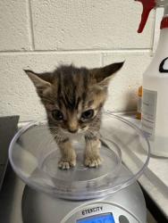 Shelter Stray Female Cat last seen Near Deery St, Knox County GP, TN, 3201 Division St, Knoxville, TN 37919, USA