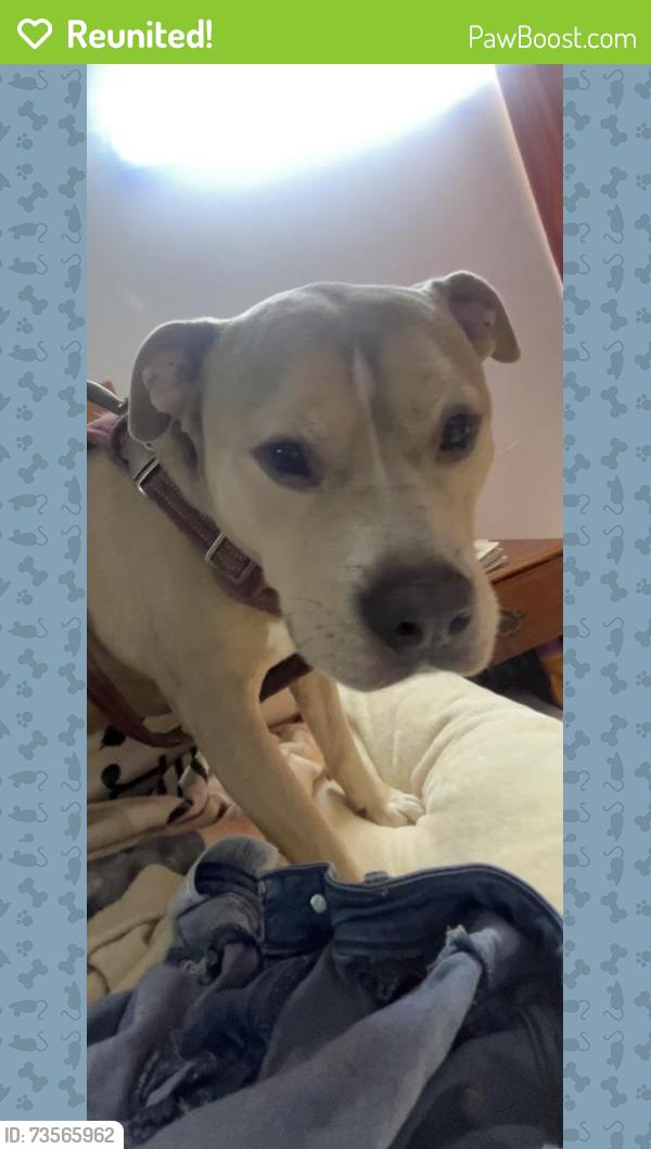 Reunited Male Dog last seen Motel 6, Conyers, GA 30012