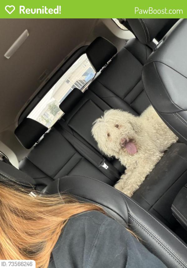 Reunited Female Dog last seen On the Maddox apmt road, Lubbock, TX 79415
