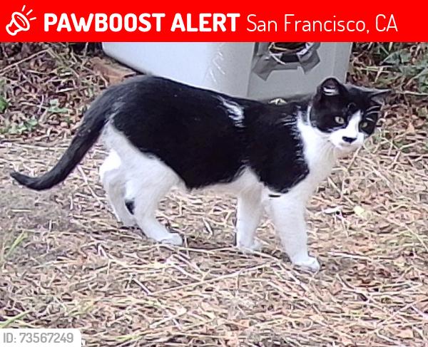 Lost Unknown Cat last seen 9th Avenue between Clement and California, San Francisco, CA 94118
