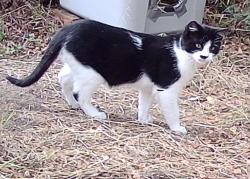 Lost Unknown Cat last seen 9th Avenue between Clement and California, San Francisco, CA 94118