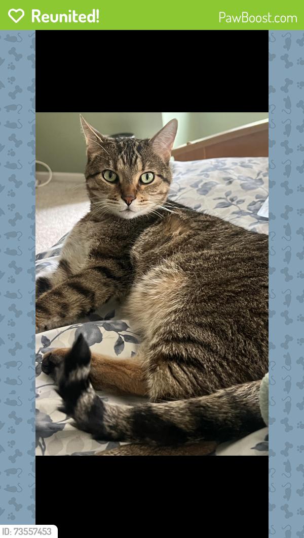 Reunited Male Cat last seen Meadow lane, Plainfield, IL 60585