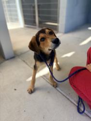 Shelter Stray Male Dog last seen Dillon Road, CARENCRO, LA, 70520, 410 Dugas Rd, Lafayette, LA 70507, USA